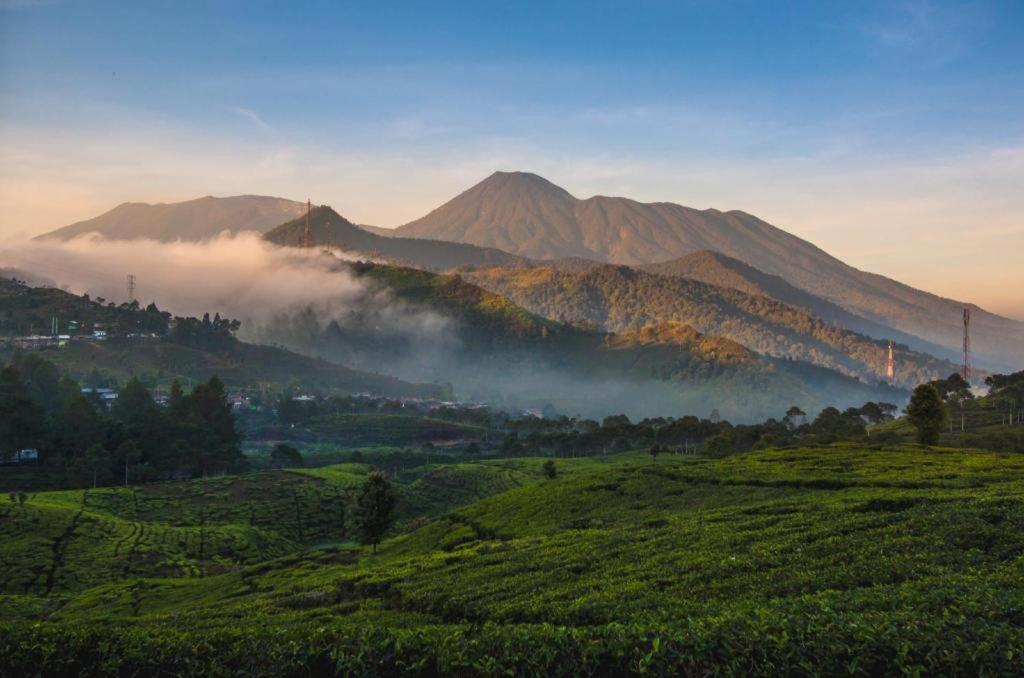 Ole Bogor