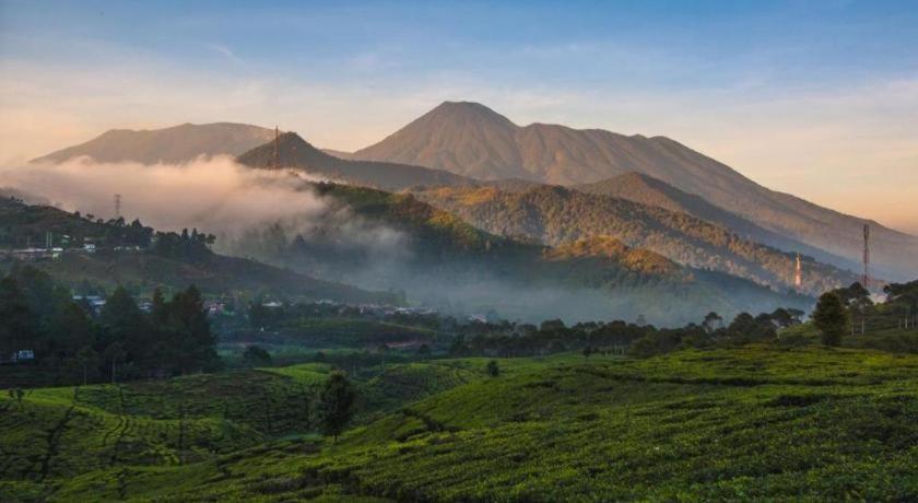 Ole Bogor
